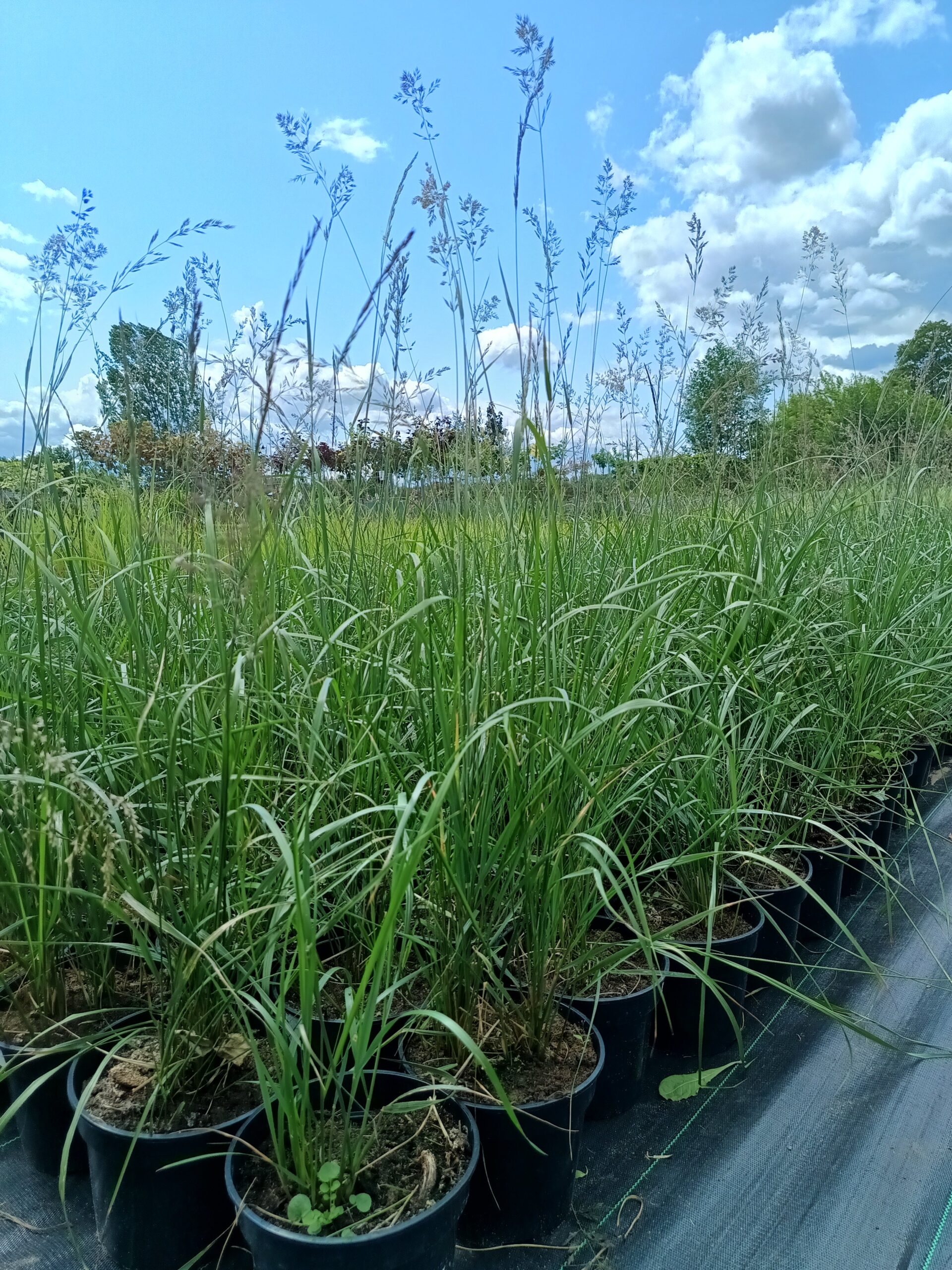 Trzcinnik ostrokwiatowy 'Karl Foerster' - obrazek 5