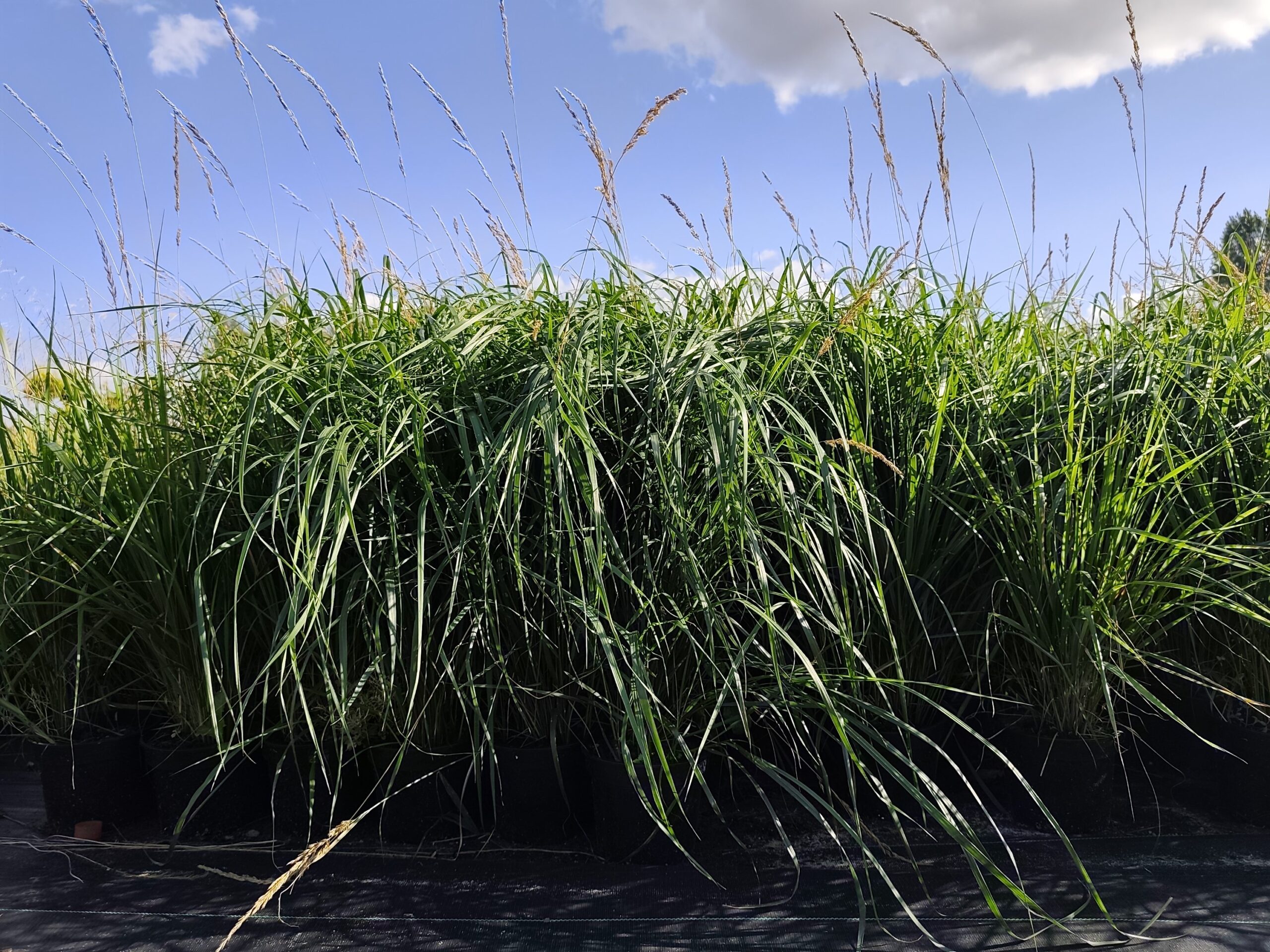 Trzcinnik ostrokwiatowy 'Karl Foerster' - obrazek 2