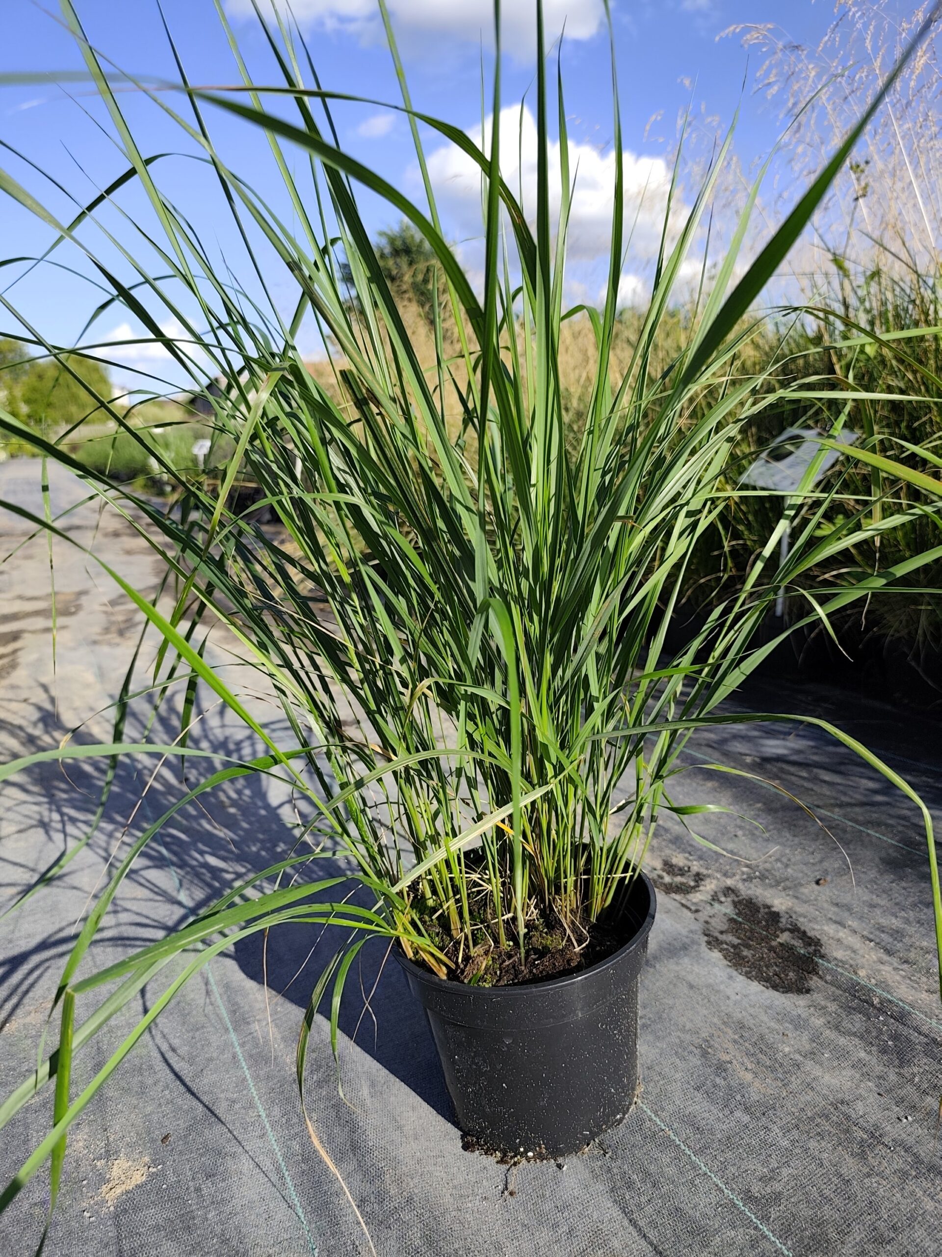 Trzcinnik ostrokwiatowy 'Karl Foerster' - obrazek 3