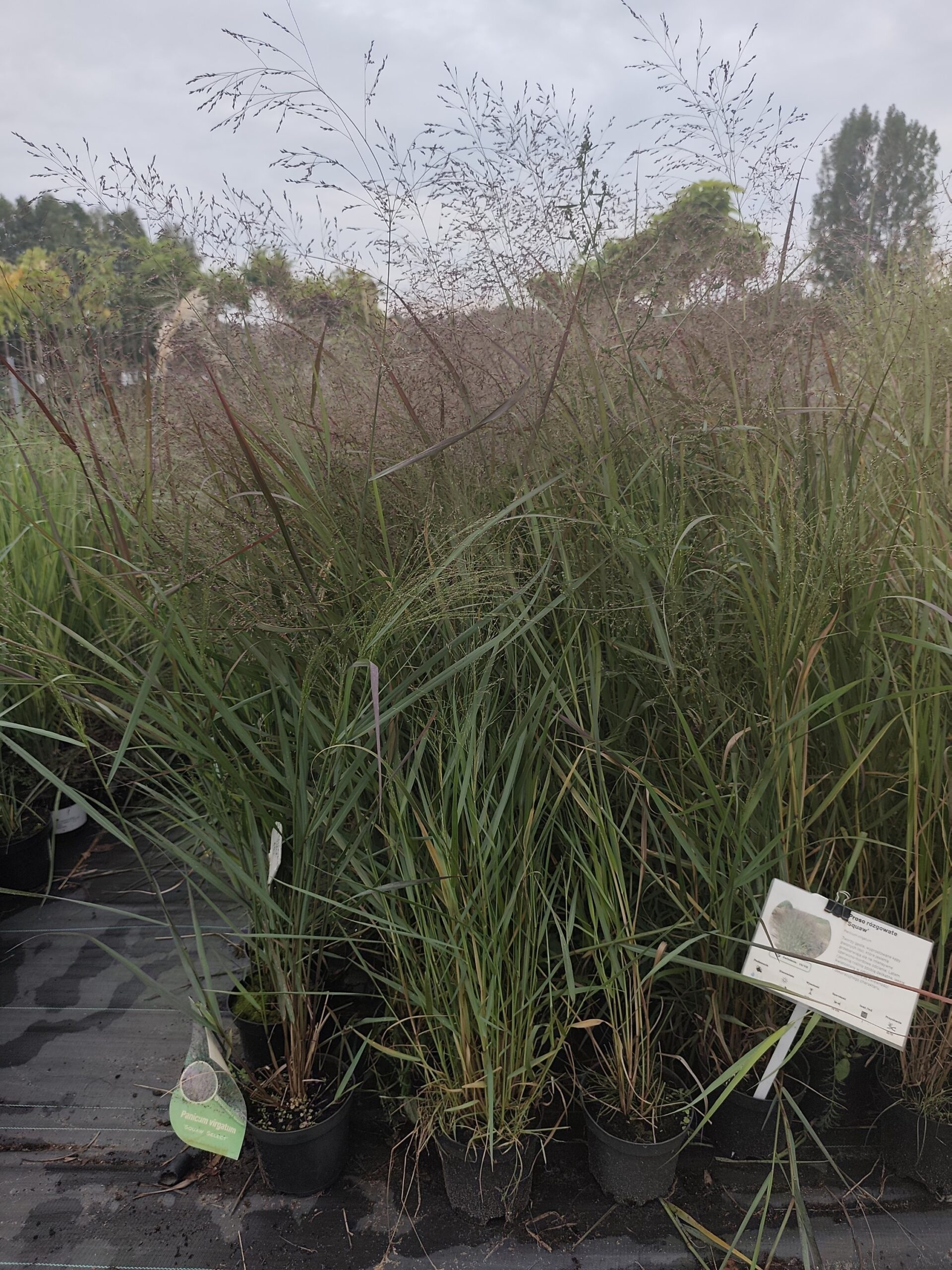 Proso rózgowate 'Squaw Select' - obrazek 11