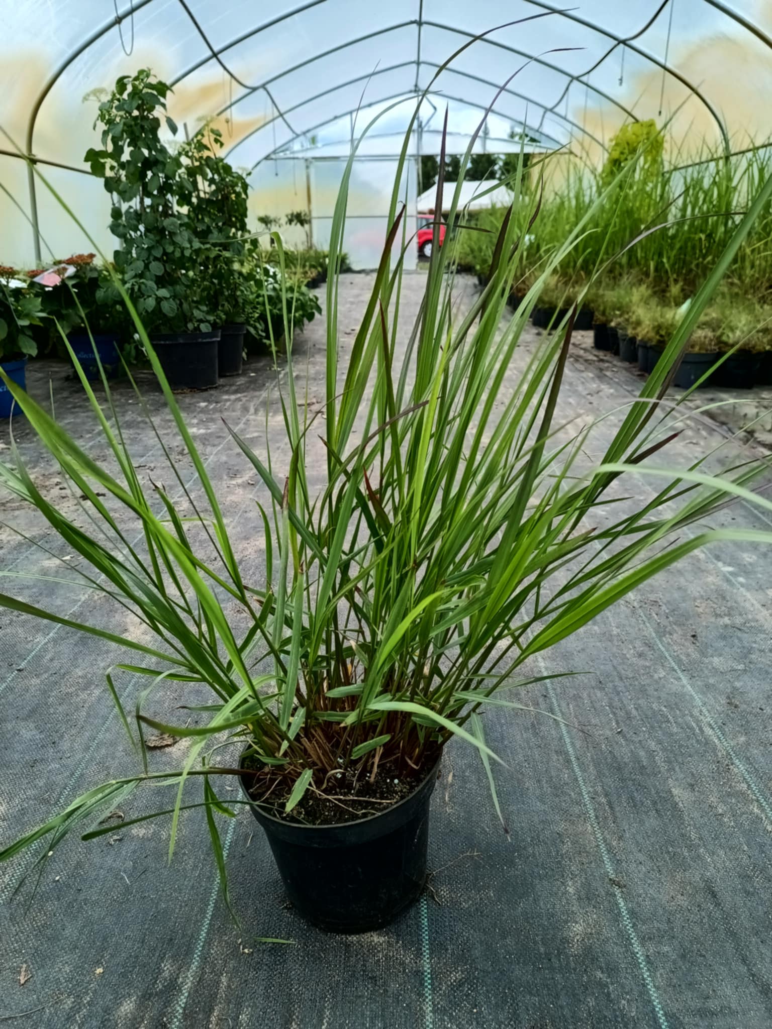 Proso rózgowate 'Squaw Select' - obrazek 5