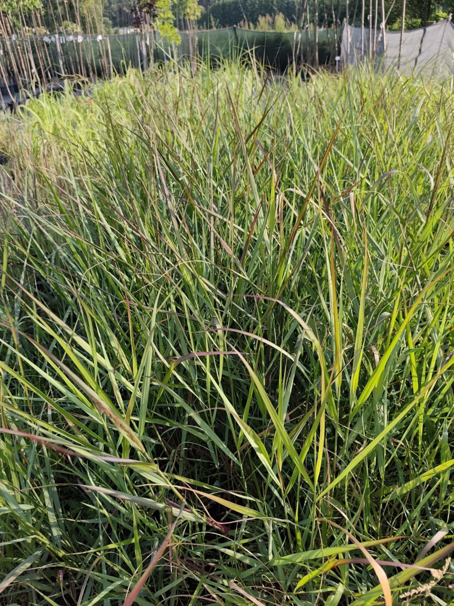 Proso rózgowate 'Squaw Select' - obrazek 7