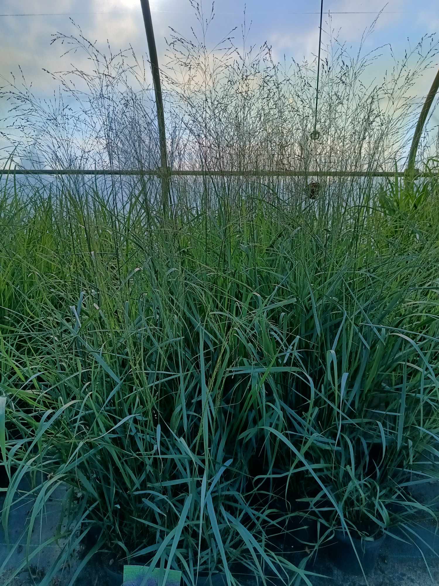 Proso rózgowate 'Squaw Select' - obrazek 2