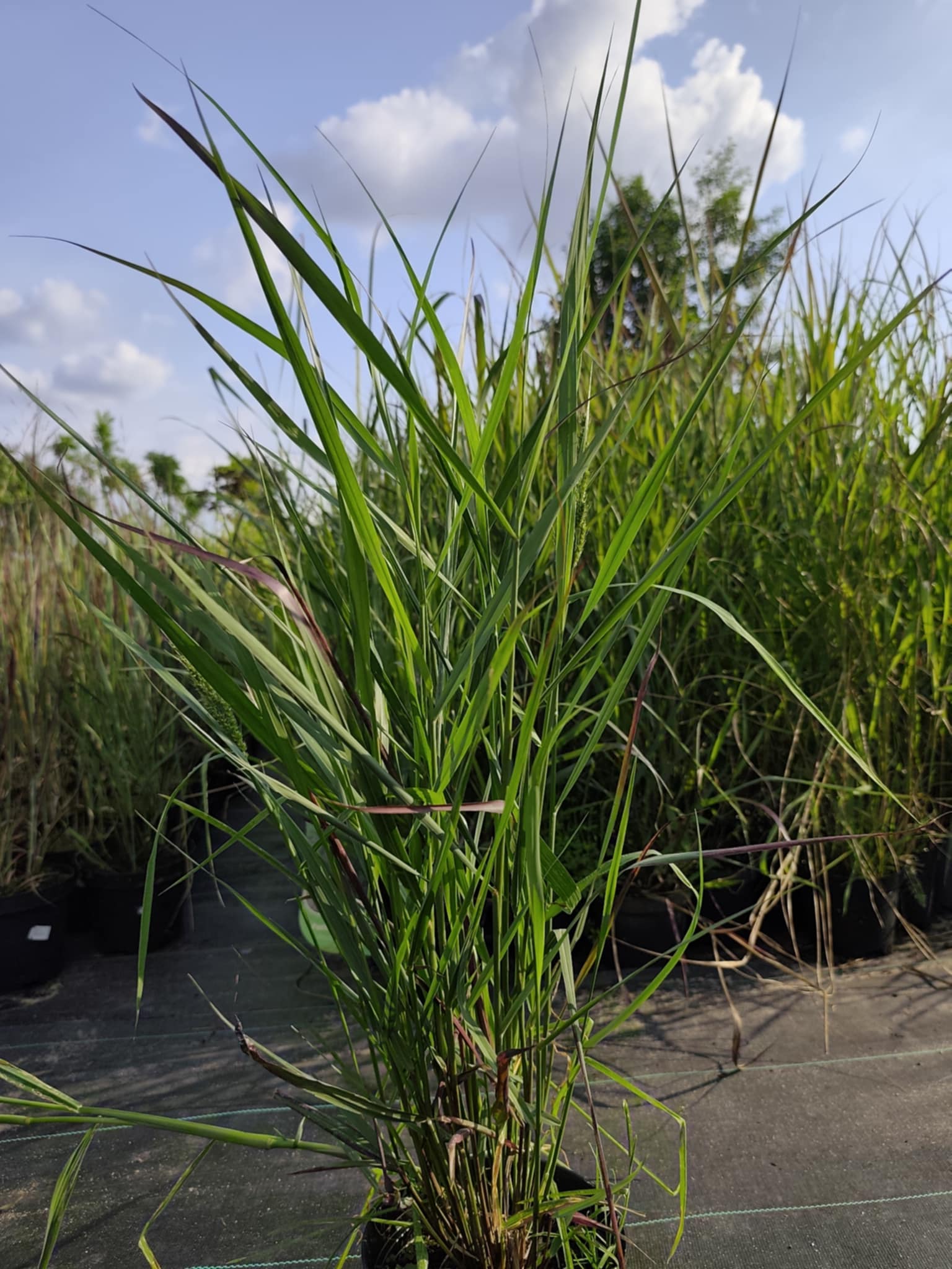 Proso rózgowate 'Squaw Select' - obrazek 10