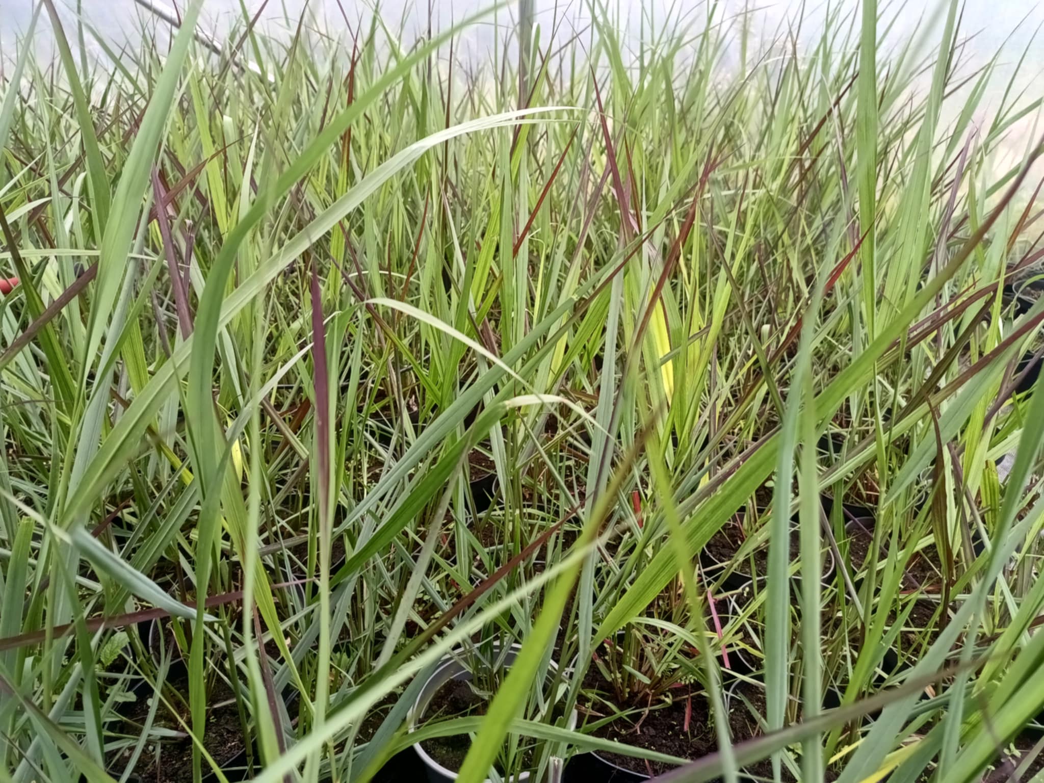 Proso rózgowate 'Squaw Select' - obrazek 4