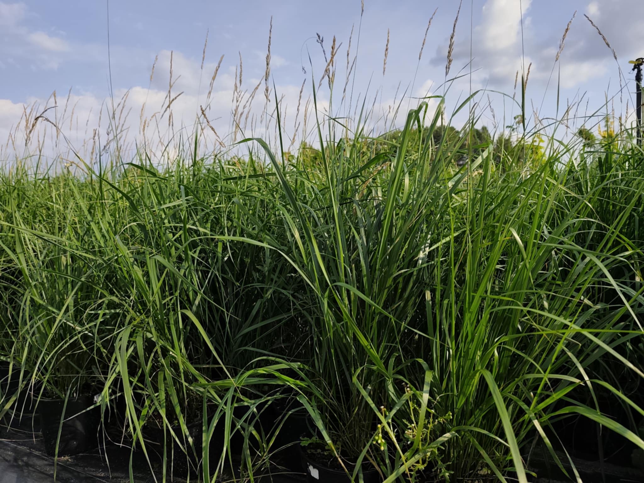 Trzcinnik ostrokwiatowy 'Karl Foerster' - obrazek 7