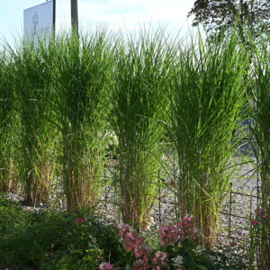 Miskant chiński 'Milos'