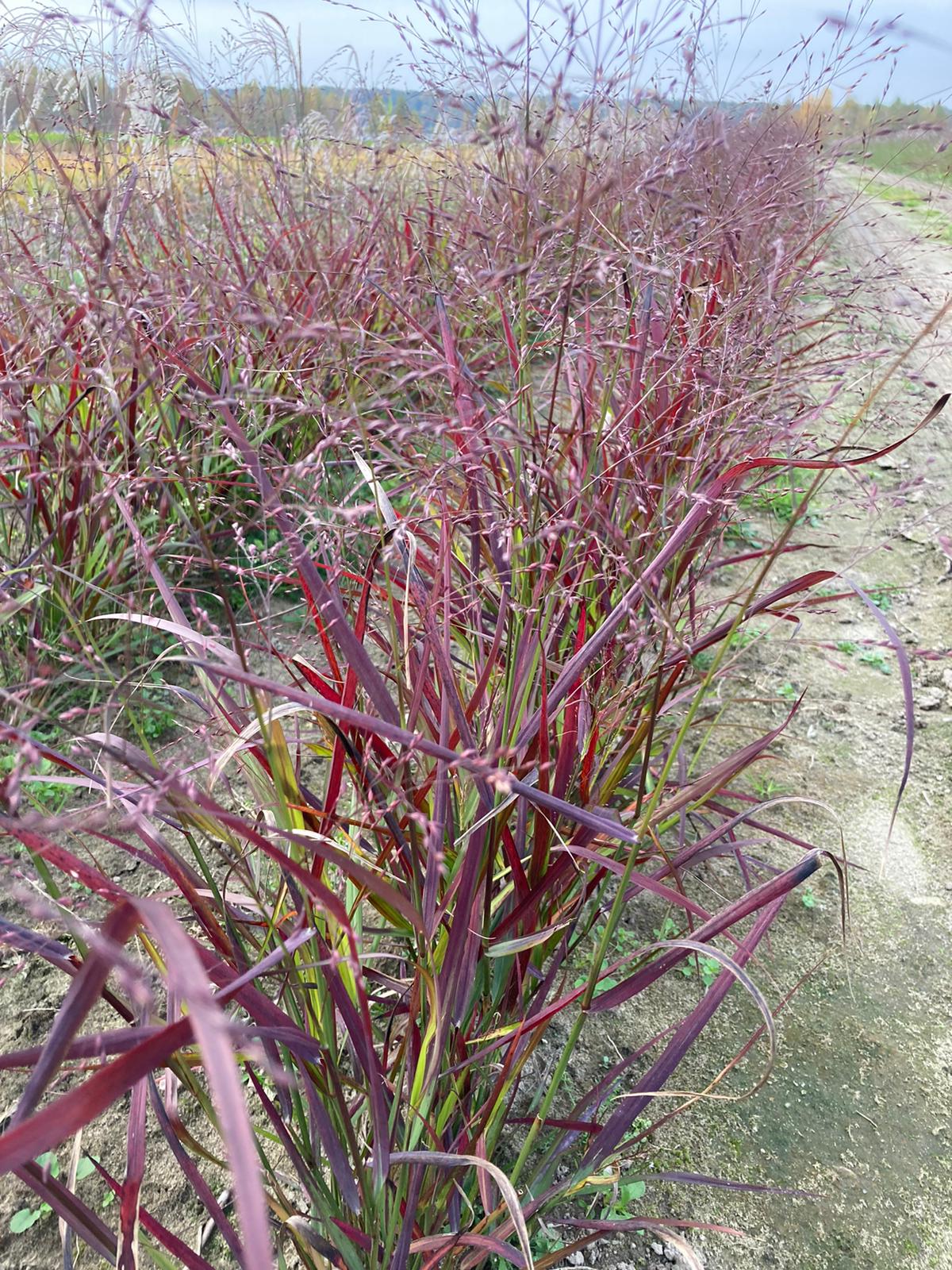 Proso rózgowate 'Squaw Select'