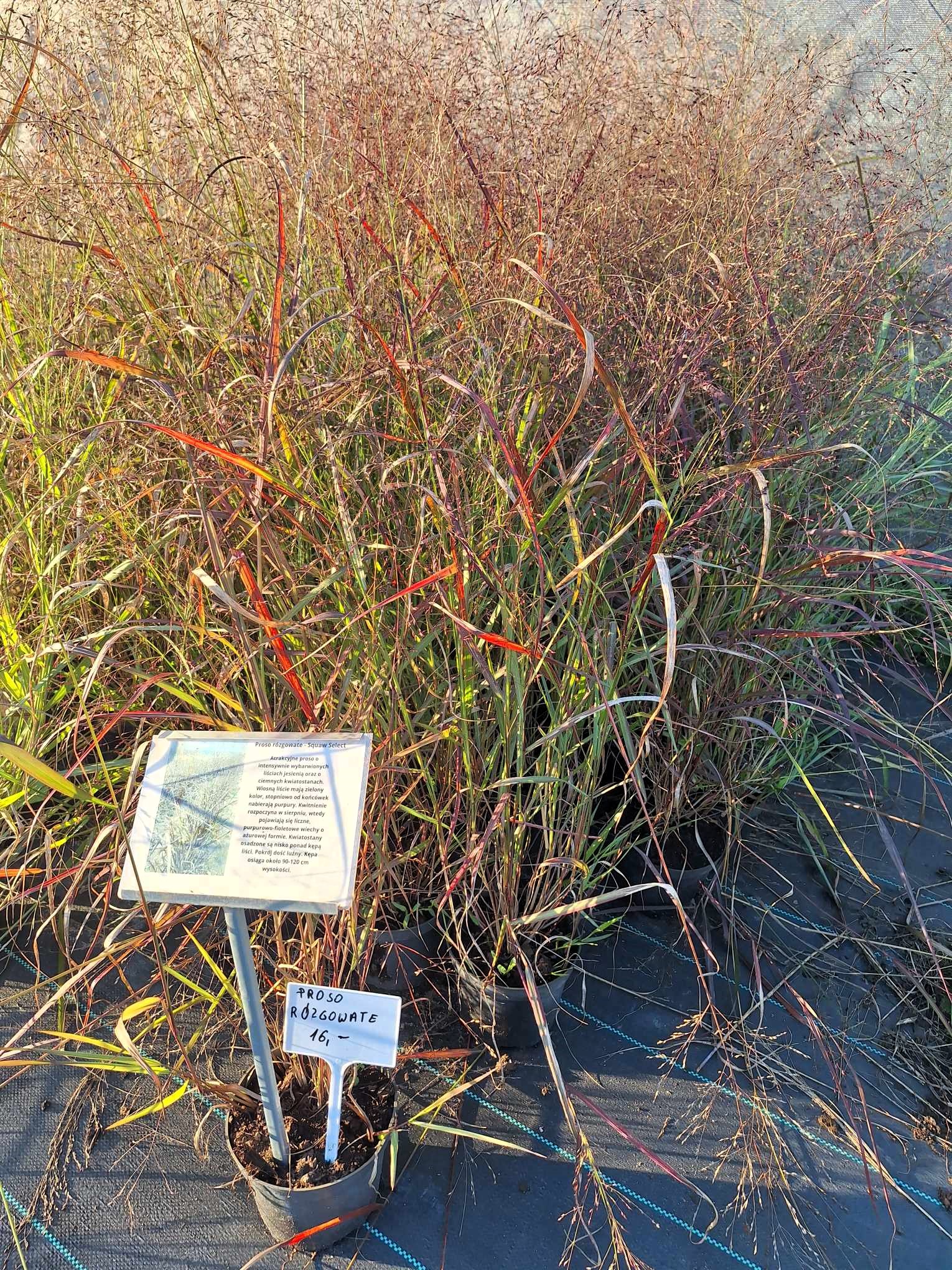 Proso rózgowate 'Squaw Select' - obrazek 3