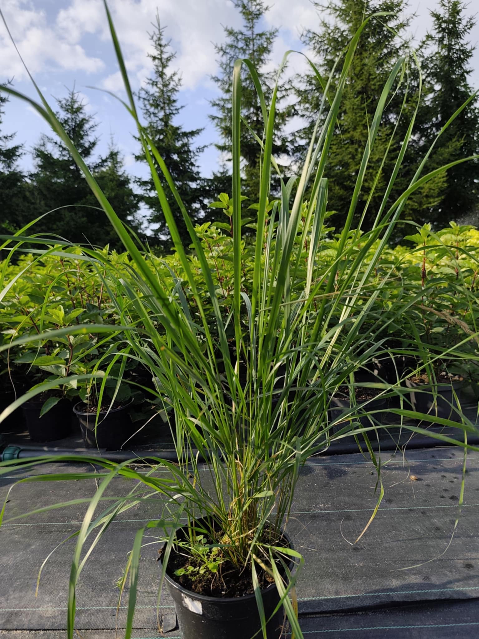 Trzcinnik ostrokwiatowy 'Karl Foerster' - obrazek 8