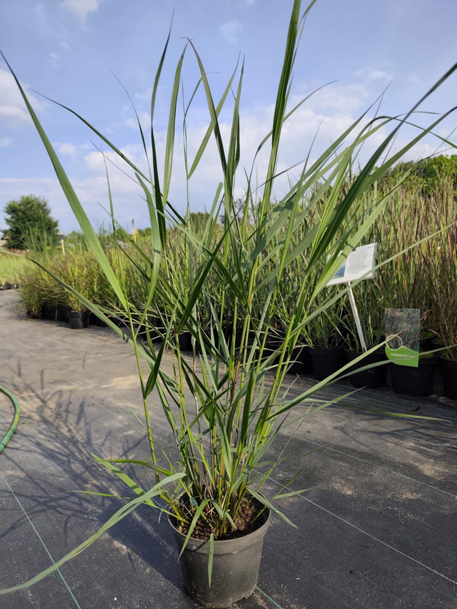 Proso rózgowate 'Squaw Select' - obrazek 8