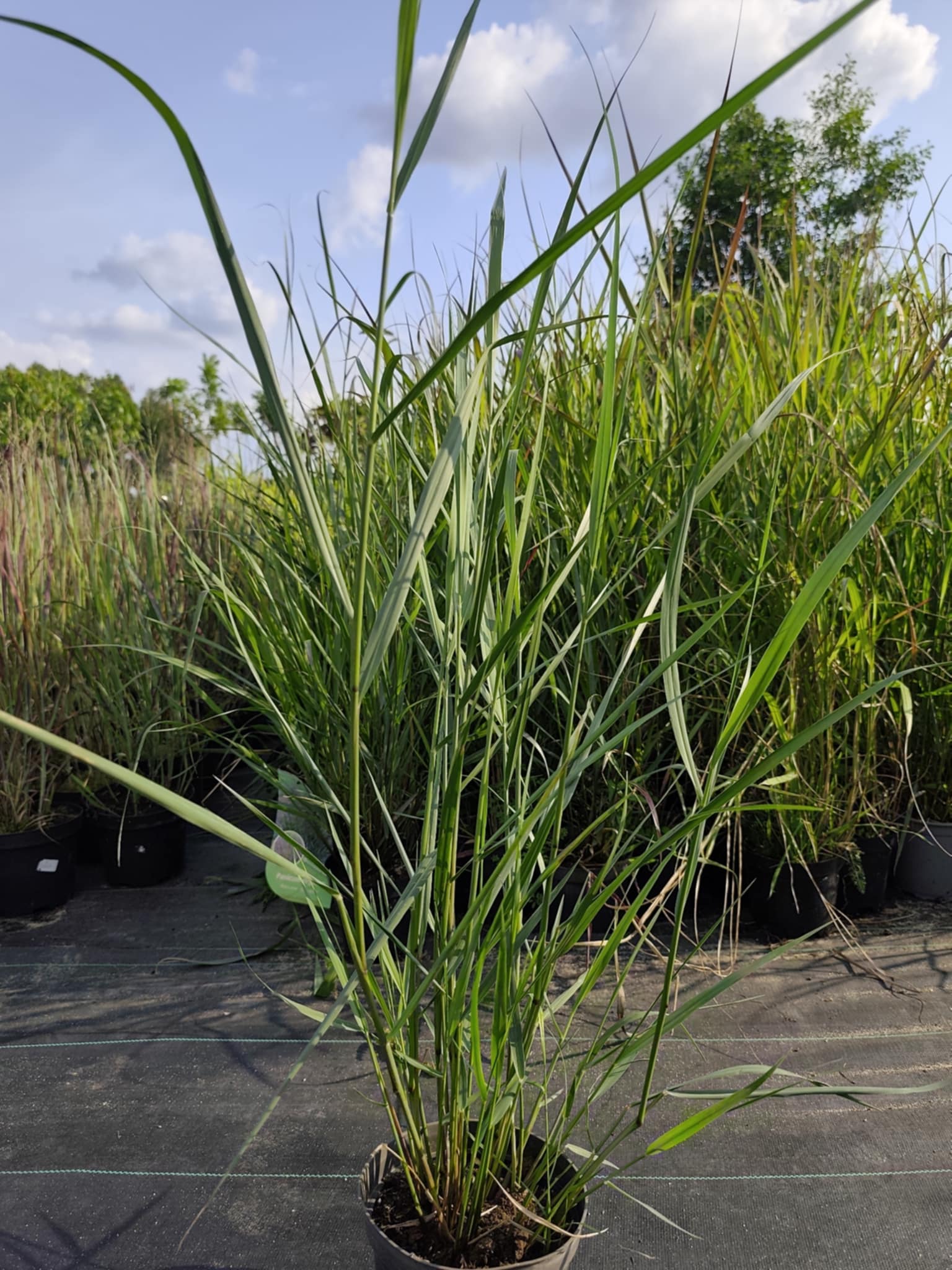 Proso rózgowate 'Squaw Select' - obrazek 9