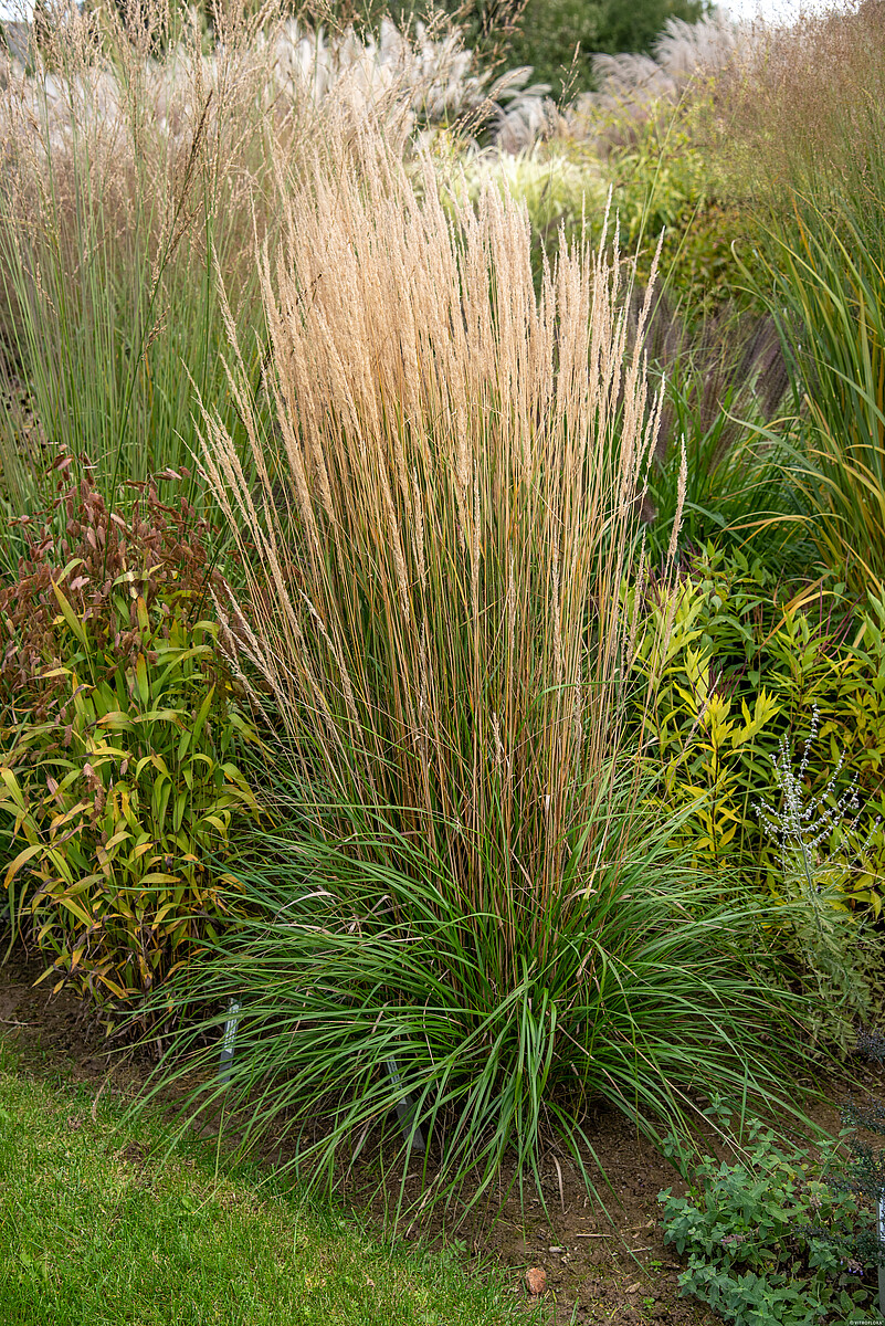 Trzcinnik ostrokwiatowy 'Karl Foerster' - obrazek 9