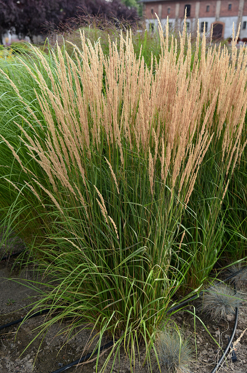 Trzcinnik ostrokwiatowy 'Karl Foerster' - obrazek 12