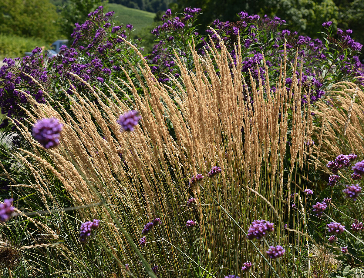 Trzcinnik ostrokwiatowy 'Karl Foerster' - obrazek 13