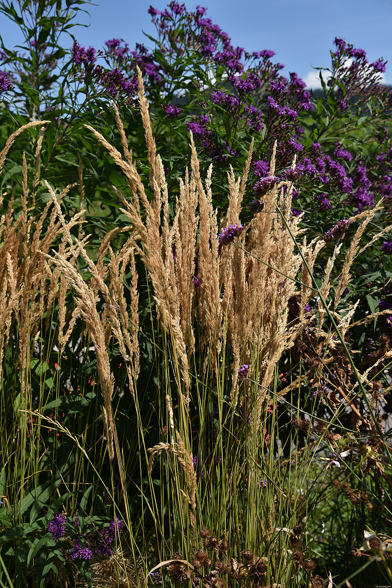 Trzcinnik ostrokwiatowy 'Karl Foerster' - obrazek 10