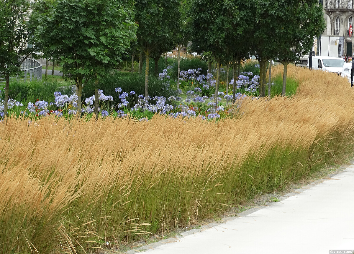 Trzcinnik ostrokwiatowy 'Karl Foerster' - obrazek 11