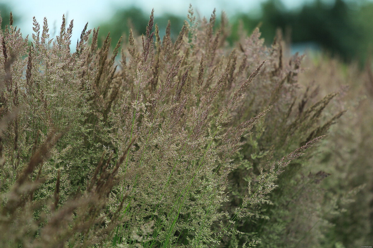 Trzcinnik ostrokwiatowy 'Karl Foerster' - obrazek 15