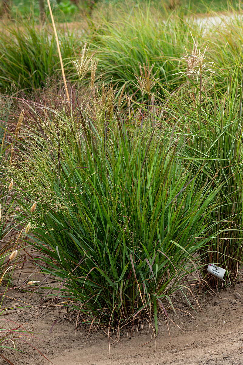 Proso rózgowate 'Squaw Select' - obrazek 6