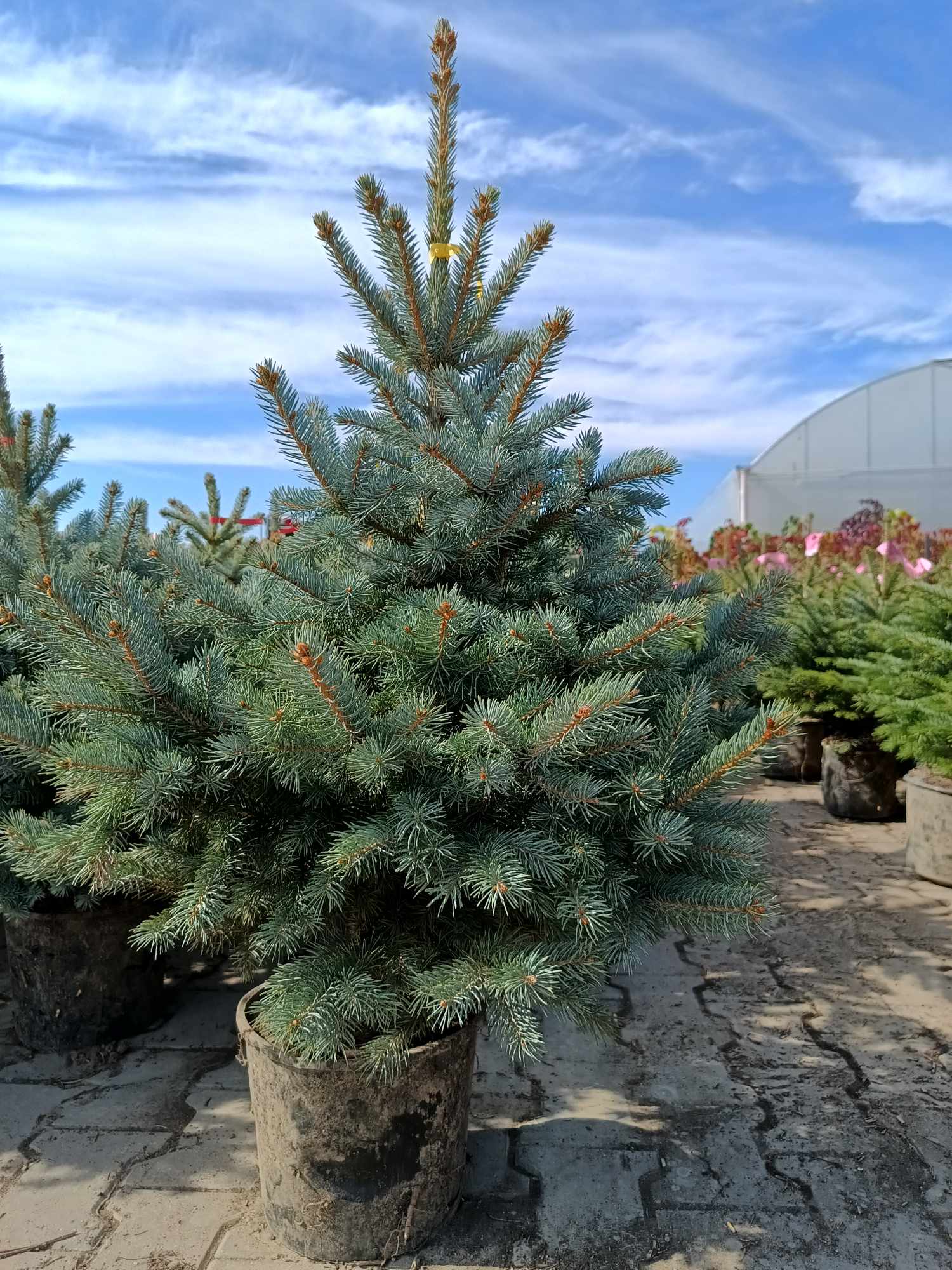 Świerk kłujący 'Super Blue Seedling' - obrazek 2