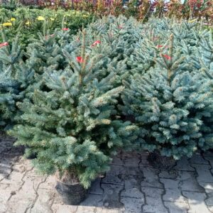 Świerk kłujący 'Super Blue Seedling'