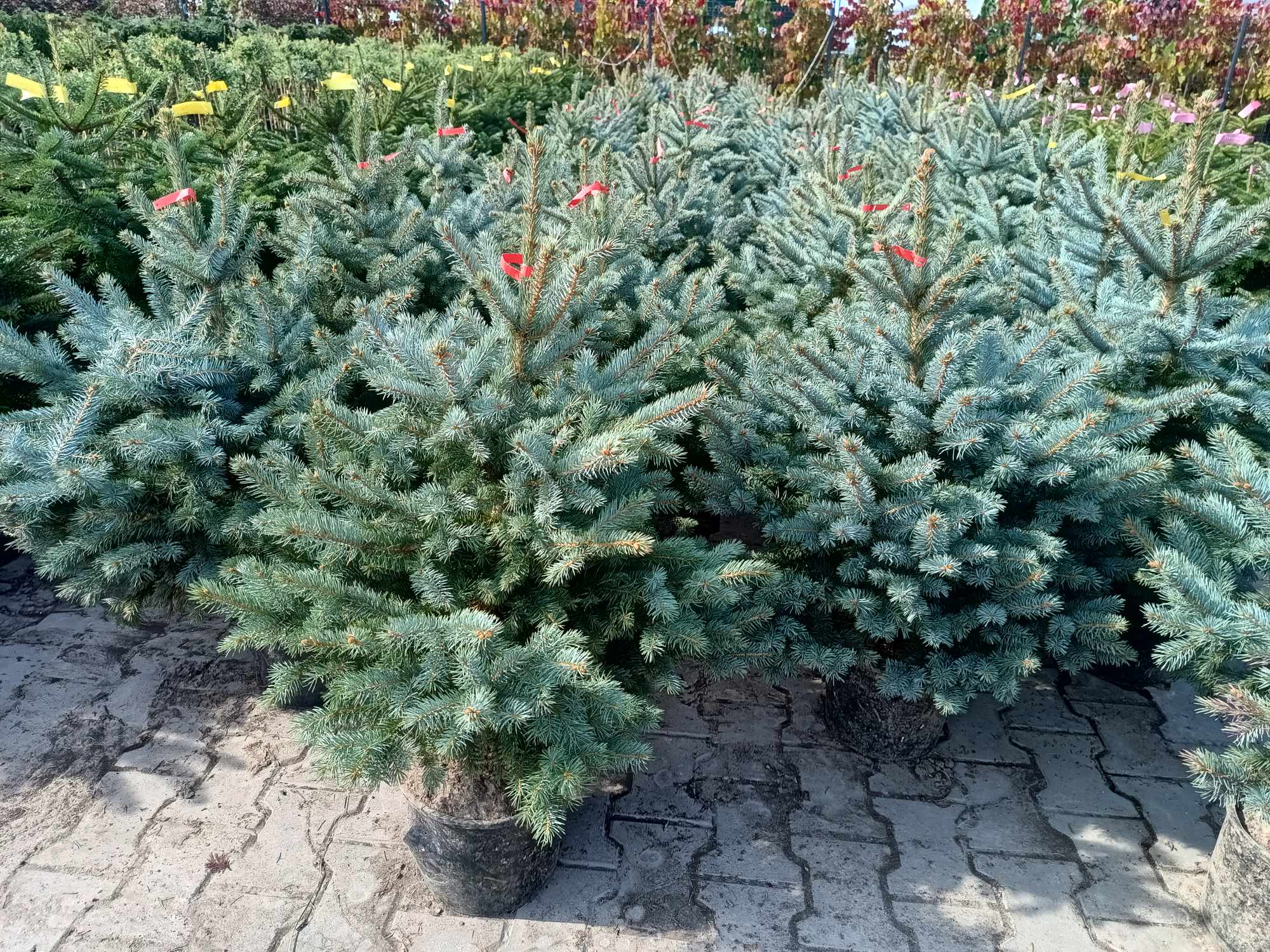 Świerk kłujący 'Super Blue Seedling'