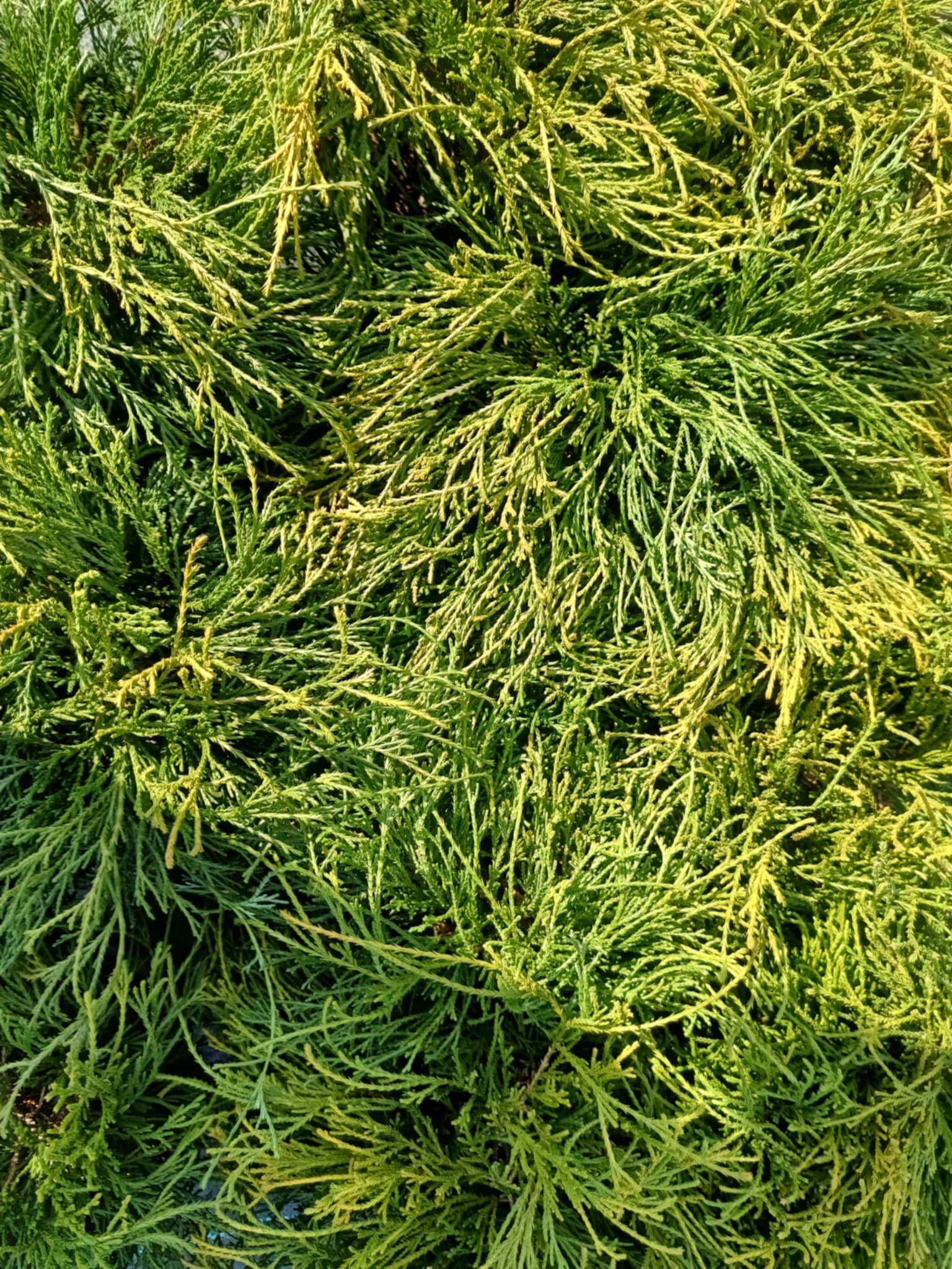 Cyprysik groszkowy 'Sungold' - obrazek 2