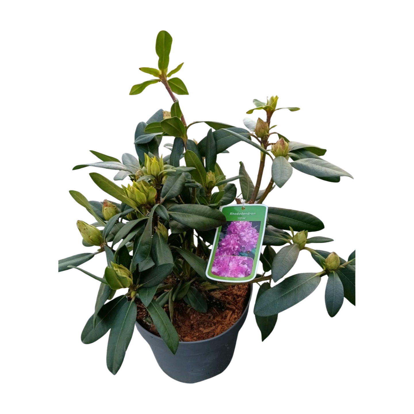 Rododendron 'Alfred' Różanecznik