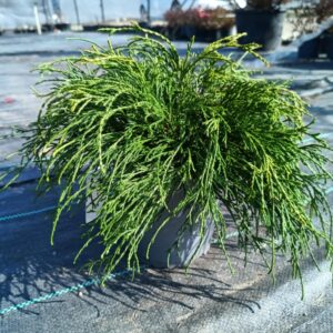 Cyprysik groszkowy 'Sungold'