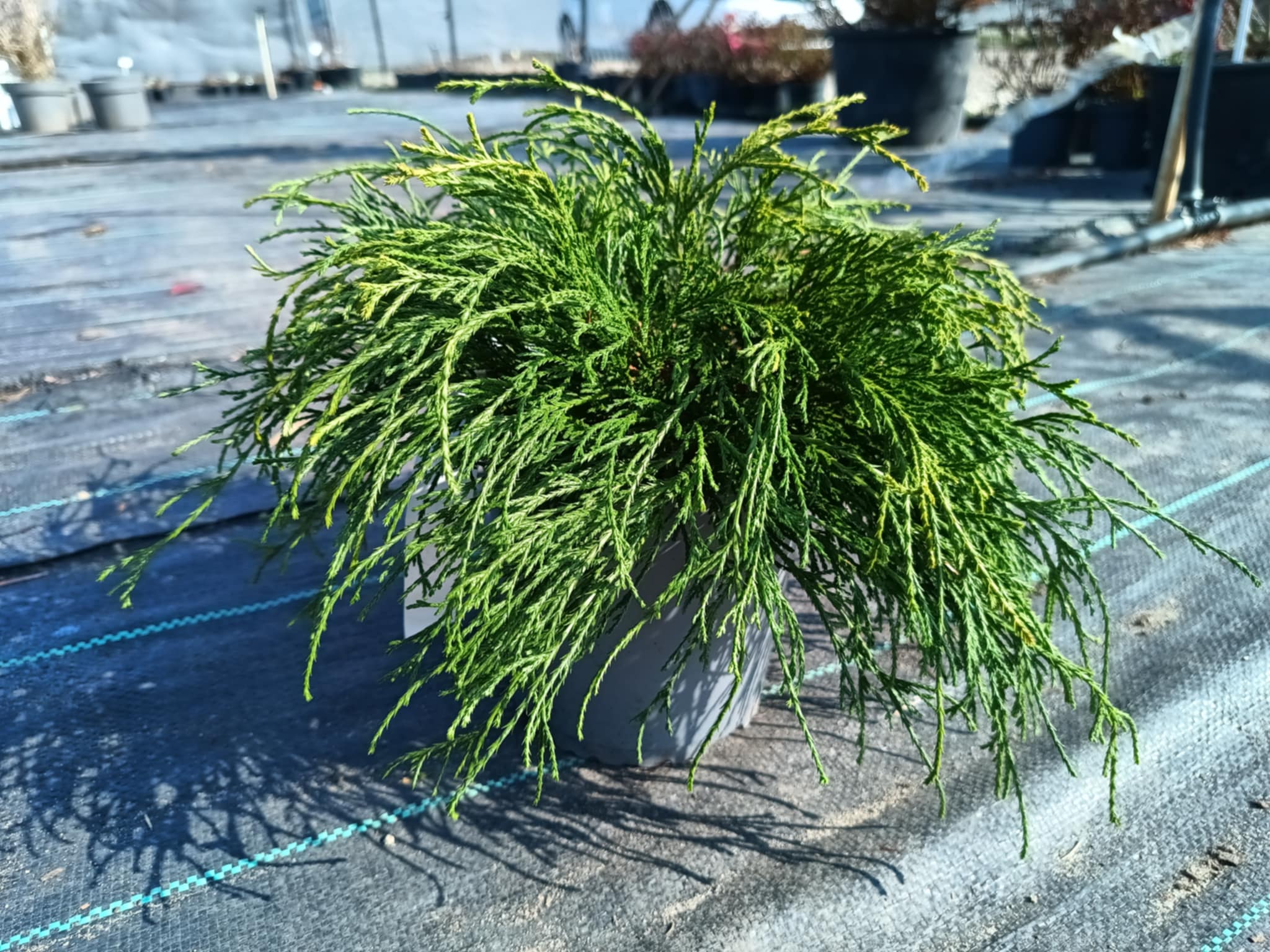 Cyprysik groszkowy 'Sungold'