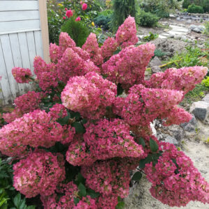 Hortensja bukietowa 'Sundae Fraise' C4