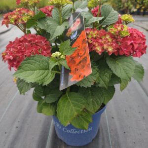Hortensja ogrodowa 'Fire Wings' z serii Royalty Collection®C5