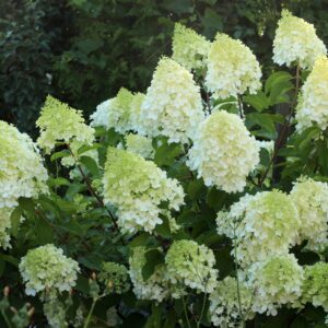 Hortensja Bukietowa 'Polar Bear' C4/C5