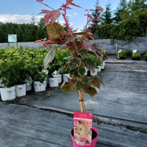 Klon wyrazisty 'Red Flamingo'