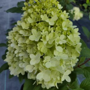 Hortensja Bukietowa 'Mojito' C3