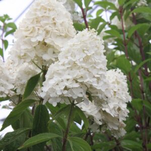 Hortensja Bukietowa 'Magical Sweet Summer' C3