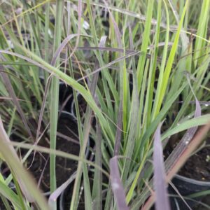 Palczatka Gerarda - Blackhawks PBR C5 Szkółka Słowińscy