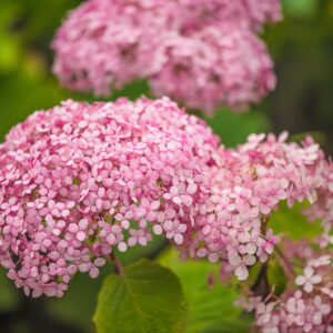 Hortensja krzewiasta 'Pink Annabelle' C5 ®