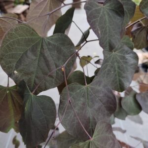 Judaszowiec Kanadyjski 'Ruby Falls'