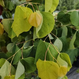 Judaszowiec Kanadyjski 'The Rising Sun'