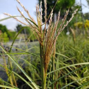 Miskant chiński 'Ala' PBR C5 Szkółka Słowińscy