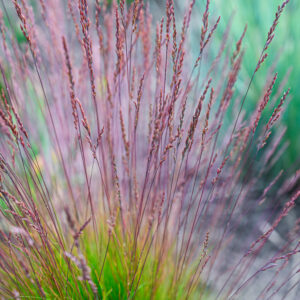 Kostrzewa 'Walberla'