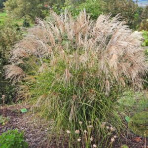 Miskant chiński 'Cezar'