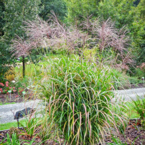 Miskant chiński 'Okapi'