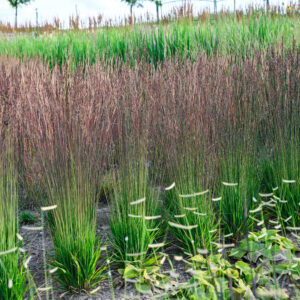 Molina - Trzęślica modra - 'Insomnia'