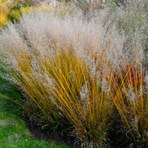 Molina - Trzęślica modra - Banshee PBR