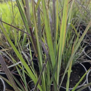 Palczatka Gerarda - Red October C5 Szkółka Słowińscy