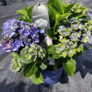 Hortensja Ogrodowa Lady Mata Hari® Blue – Royalty Collection