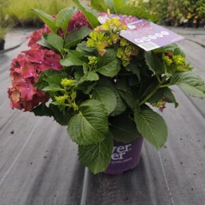 Hortensja Ogrodowa Forever & Ever® Purple