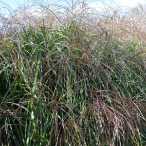 Miskant chiński ‘Anthony White’